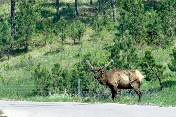 Elk at Bear Country USA